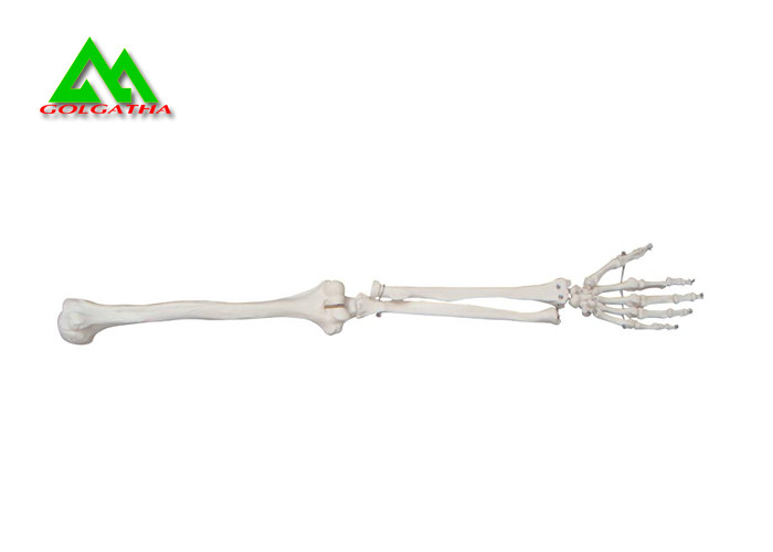 Buy cheap Arm And Leg Bone Medical Teaching Models Water Resistant Lightweight product