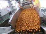 Bottled Carbonated Beverage Filling Machine Blueberry Apple Juice Processing