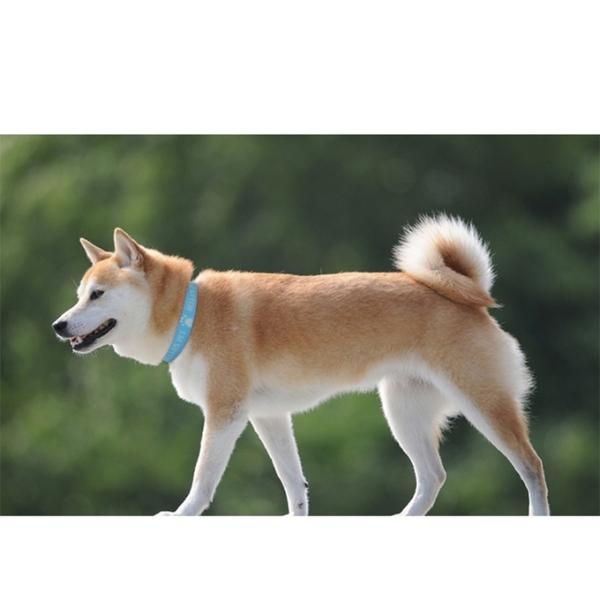 Personalized Dog Collars Adjustable Sublimation Dog Collar Blanks