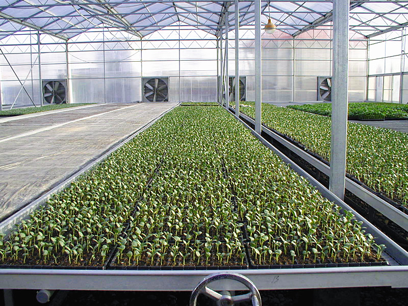 Large Aluminium Polycarbonate Greenhouse Gutter Height 3.0-6.0m Easy Assemble