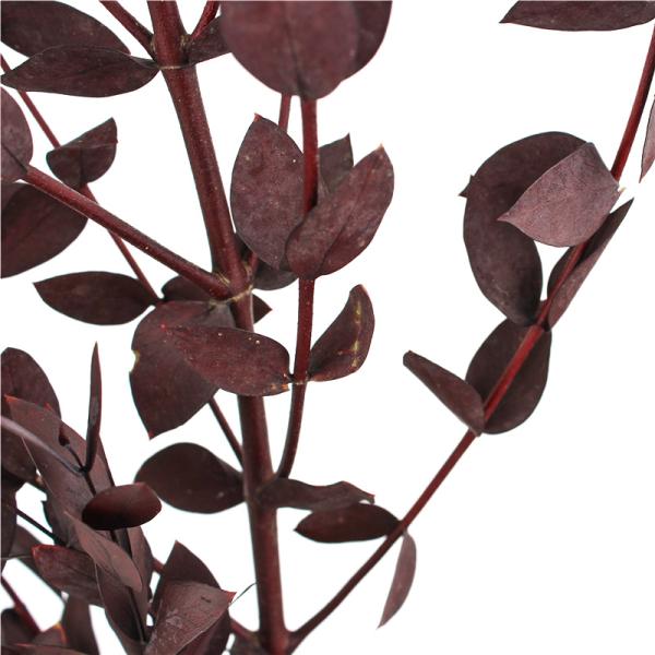 Artificial Dried Eucalyptus Plant , Preserved Silver Dollar Eucalyptus