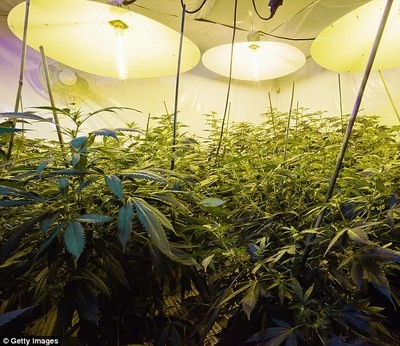 Wind Resistance Light Deprivation Greenhouse Easy installation Square Pipe Size 60*40mm