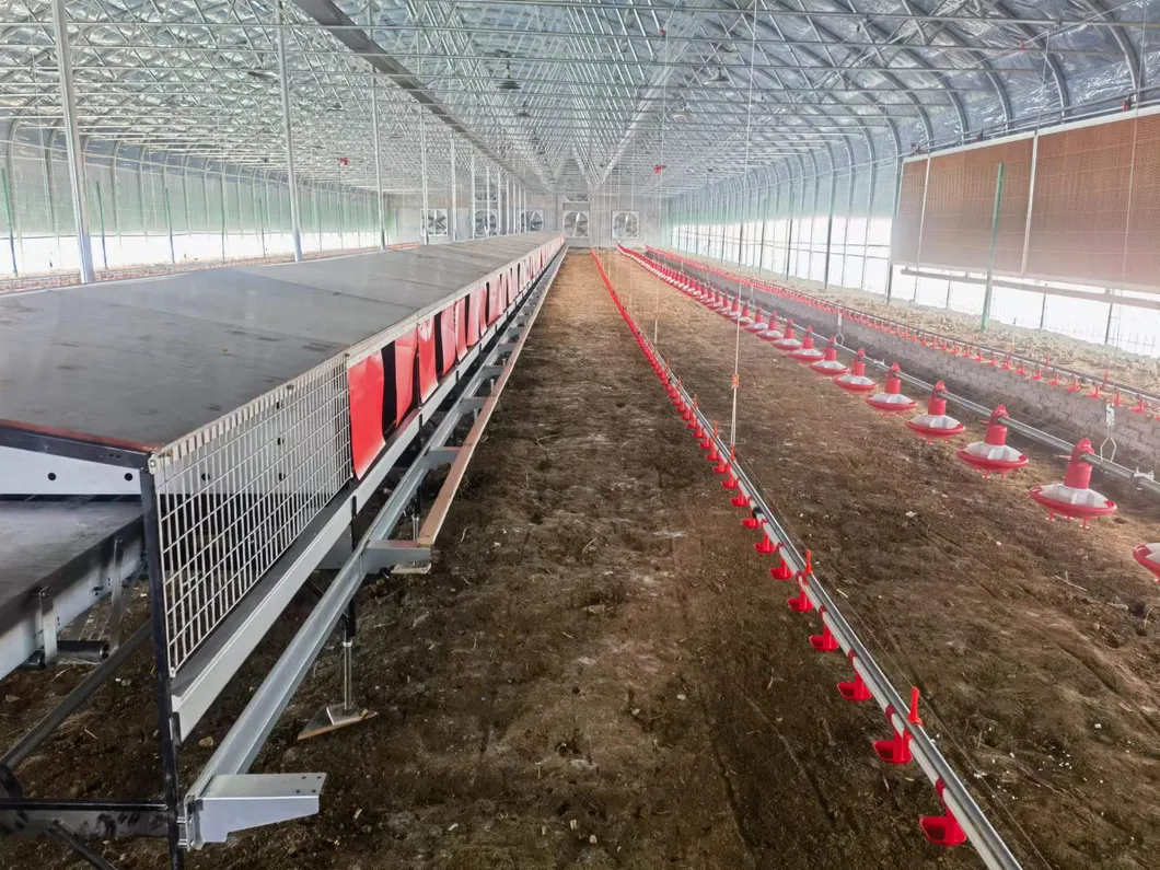 Hen Friendly Design Automatic Nest Box For Poultry Breeding And Egg Production
