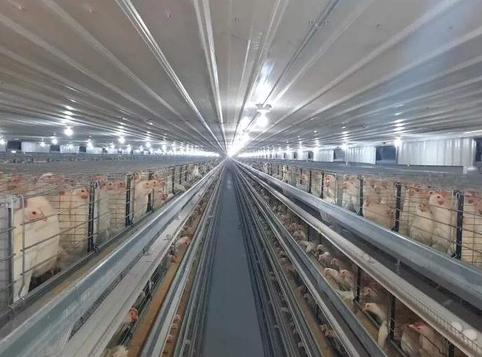 China Metal Poultry Breeding Base Pre Engineered Metal Building on sale