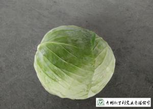 China Affordable Raw Cabbage , Folic Acid And Potassium Cabbage Family Vegetables on sale