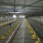 Intelligent Automatic Broiler Feeding System Hopper Poultry Feeder