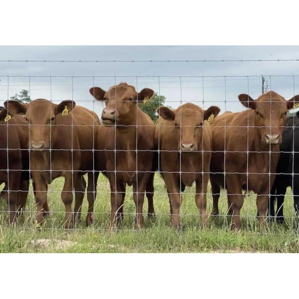 150mm Hole Farm Field Metal Wire Mesh Fence Rust Resistance