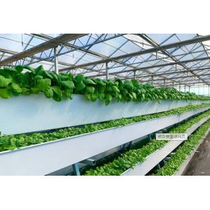 China Tomato Plant  Hydroponic Good Weather Resistance Agricultural Greenhouse on sale