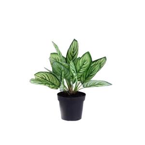 Buy cheap Beautiful Plastice Artificial Indoor Plants Calathea Sanderiana 35CM High product