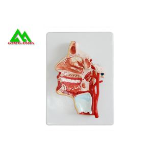 Human Head Section Medical Teaching Models Eco Friendly Allergy Free