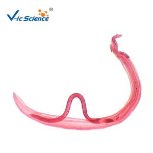 Medical 100pcs Set 1.0mm Parasite Microscope Slides