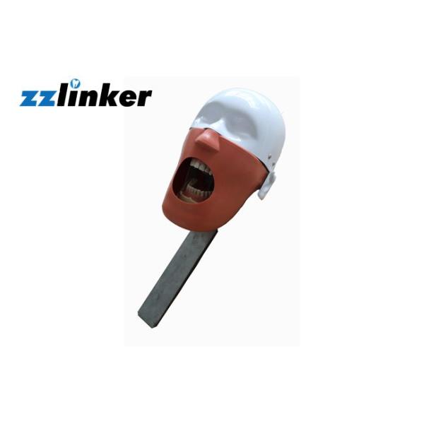 Practicing Dental Simple Teaching Phantom Head for Clinic School Exhibition