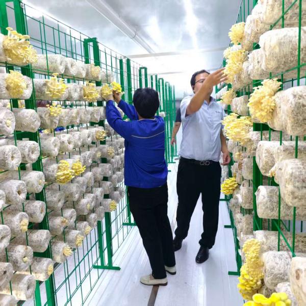 AI Mushroom Container Farm with 5000 Bag Capacity