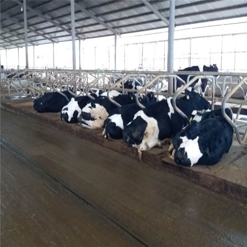 Rigid Frame Design Prefab Steel Livestock Barns Steel Shed Construction Overall Structure