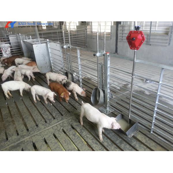 Steel Frame Piggery Shed Construction Long Span Steel Poultry Buildings