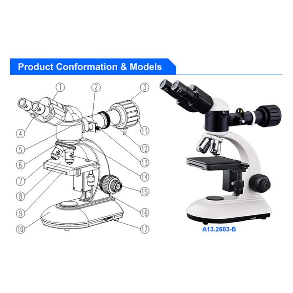 WF10X Eyepiece Binocular Student Optical Microscope ABBE NA1.25 Condenser