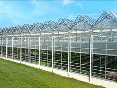 Complete Glass Greenhouse Agriculture Turnkey Project With Tomato Hydroponics System