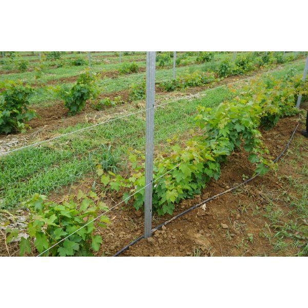 Q235 Steel Vineyard Fence Posts / Metal Tree Support Stakes Long Service Life