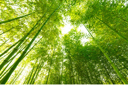 Custom Logo Engraved Disposable Chopsticks Eco-Friendly Tensoge Bamboo Chopsticks with Paper Sleeves