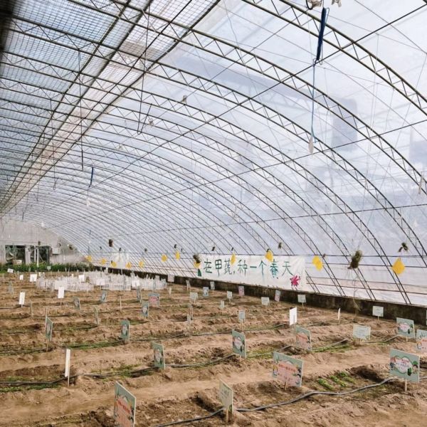 Flower Planting Sparay Irrigation Sunlight Greenhouse