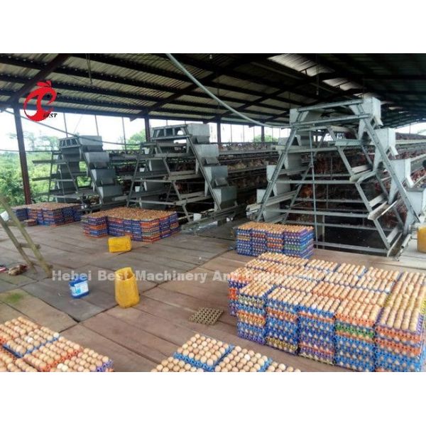 Raising Chicken Poultry Layer Cage With 3/4/5/6/7/8 Tiers Emily Wang