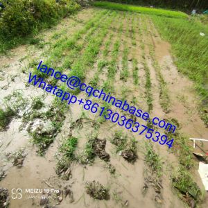 2HP Gasoline Multifunctional Pastoral Weeder 52cc Low Displacement