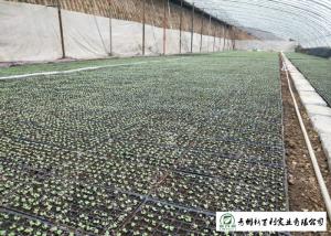 Safety Chinese Green Cabbage Lower Cholesterol Levels Without Pollution