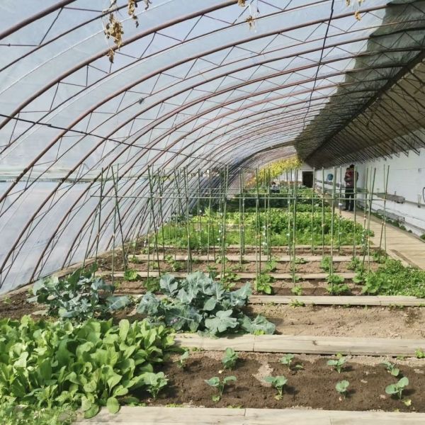 Sunlight Greenhouse Flower Planting Drip Irrigation