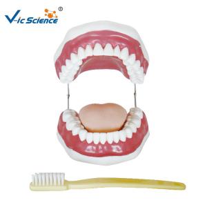 Buy cheap Unbreakable Dental Study Models product