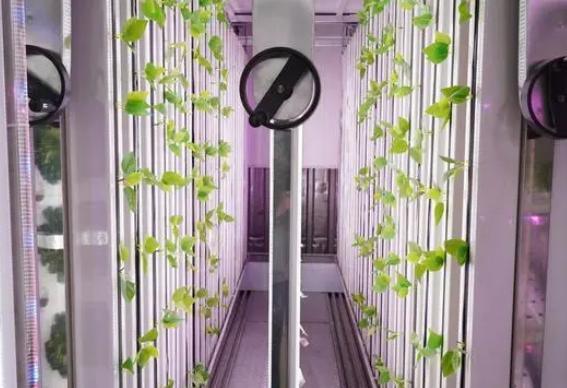 Shipping Container Greenhouse for Leafy Vegetables