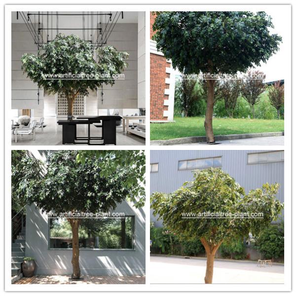 Environment Flexible Artificial Ficus Tree For School Decoration / Fake Ficus Plant