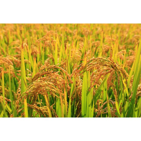 Full Soluble Mineral Source Agriculture Potassium Fulvate Powder Fulvic Acid 50% Organic Fertilizer