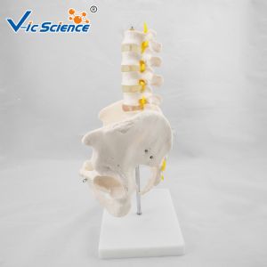 Bilological Vertebrae Anatomical Skeleton Model Pelvis With 5pcs Lumbar
