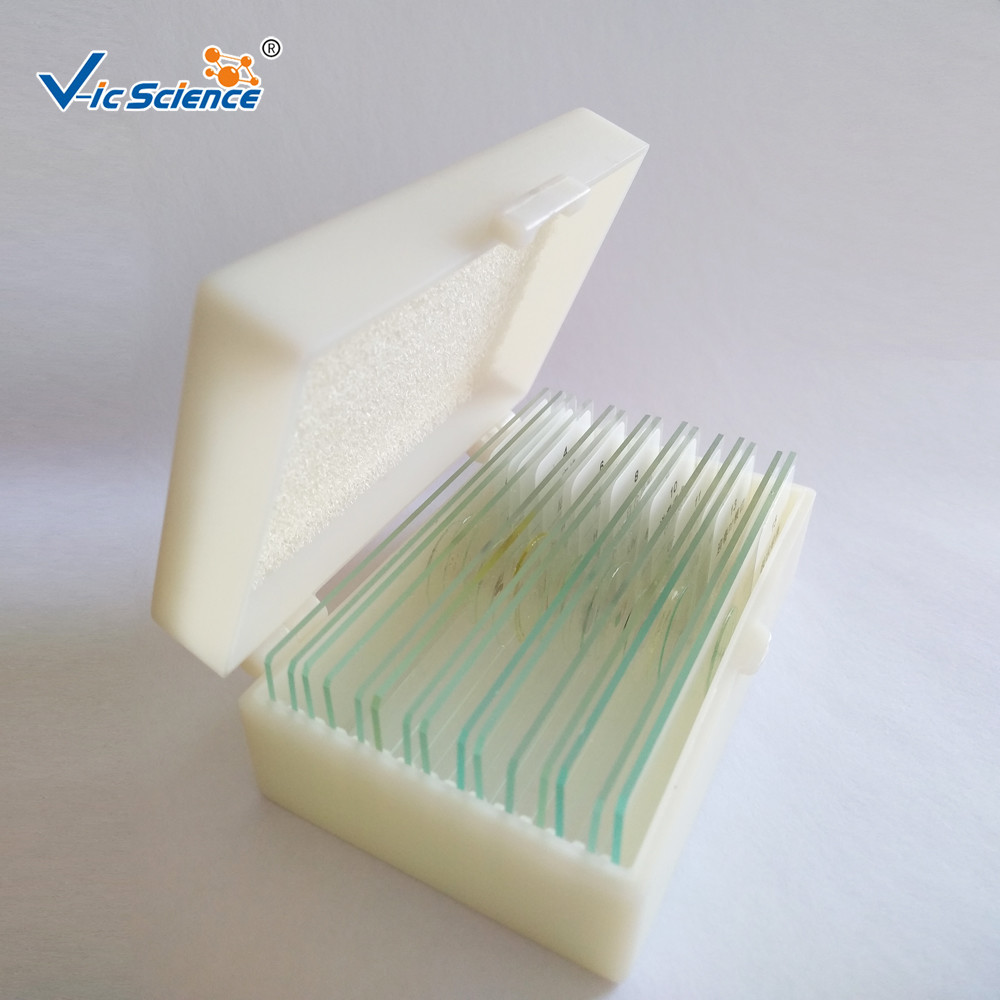 Buy cheap Rice Anther Meiosis Prepared Microscope Slides Glass 12pcs Odm Service product