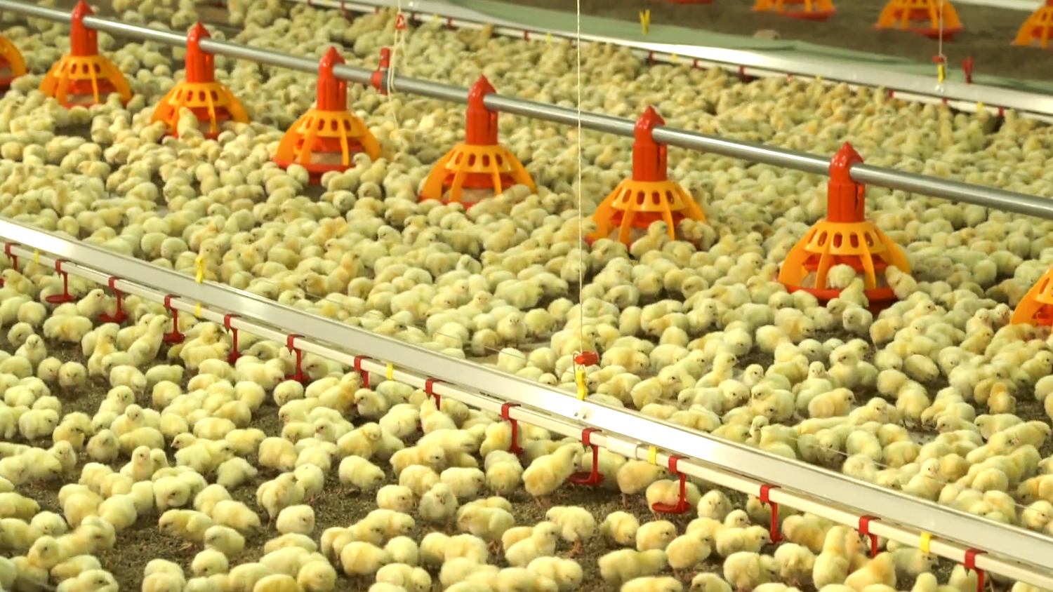Single Steel Sheet Roofing Wall Steel Structure Layer Chicken House for Poultry Shed