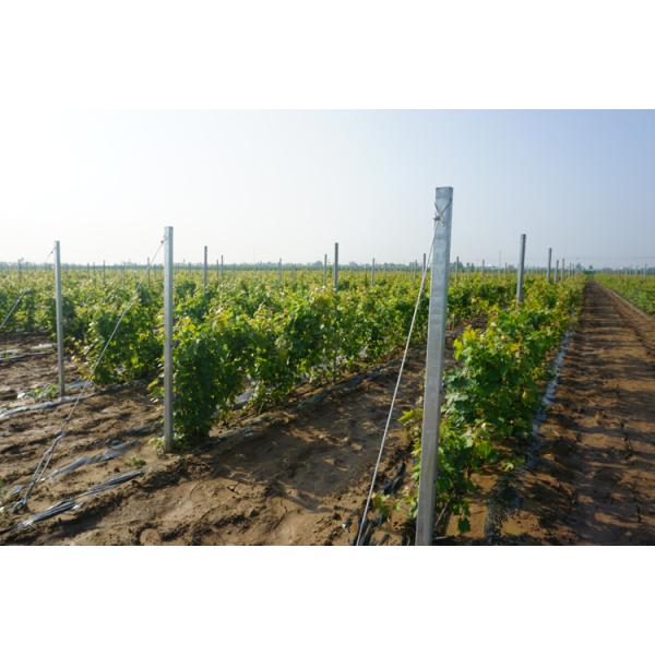 54X30MM Size Metal Line Vineyard Posts With Good Fastening Performance