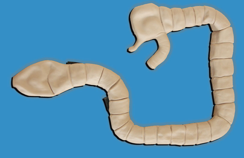 Sigmoscope Examination Clinical Simulation Intestinal Cavity Education Simulator