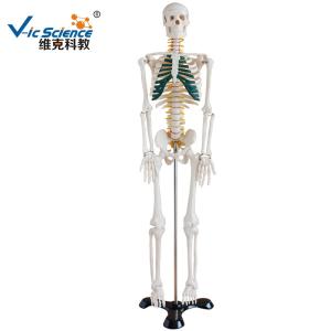 Buy cheap Lab Educational Anatomical Skeleton Model With Spinal Nerves VIC-102A product