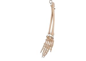 Buy cheap Palm Elbow Joint Anatomy Radial Bone For Medical Training product