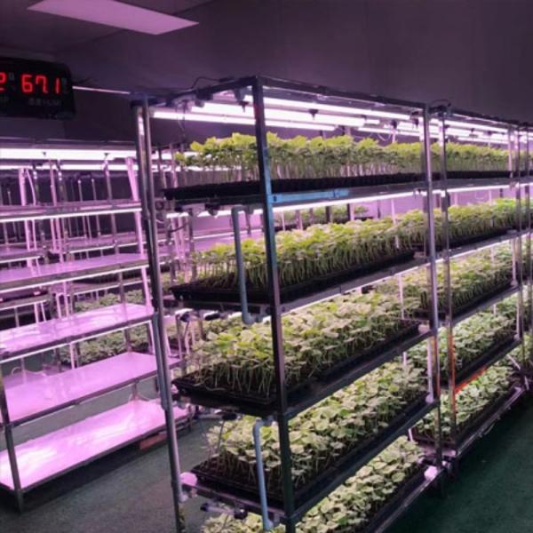 Juxiang Reefer Container Greenhouse