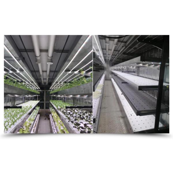 Hydroponic Smart Farming Container Greenhouse for Agriculture 40ft Container