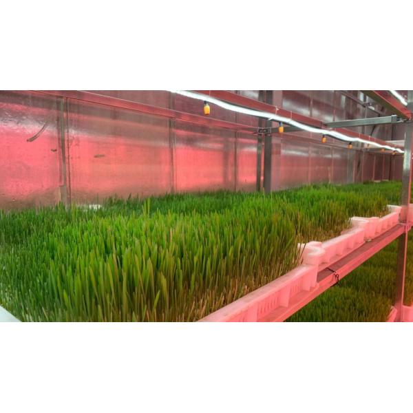 High Humidity Vertical Farming Hydroponic Container Greenhouse For Vegetables