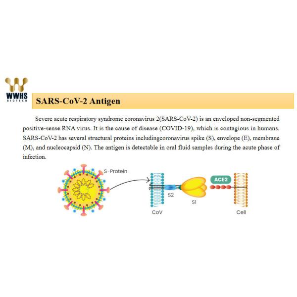 SARS Flu 19 Rapid Self test Kit CoV-19 New Nucleic Acid Extraction For Vitro Diagnostic Test