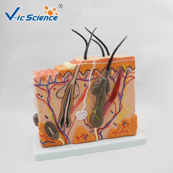 Medium Sized Human Anatomical Model Skin Model Anatomy Magnification 70 Times