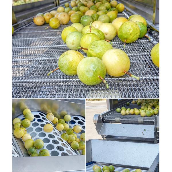380V Fruit And Vegetable Processing Line Fully Automatic Cleaning Drying Grading