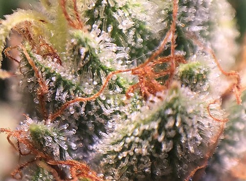 2500W Dimmable LED Grow Lights Durable Longer Lifespan Built In Controller