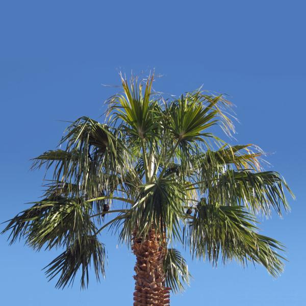 Telecommunication Monopine Camouflage Cell Tower