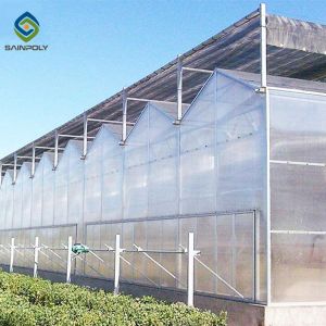 12m Multi Span Clear Polycarbonate PC Sheet Greenhouse