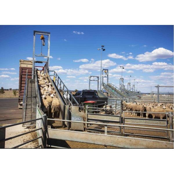 Hot-dipped galvanized sheep Loading Ramp