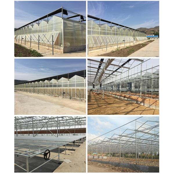 Greenhouse Multi Span Agriculture Polycarbonate Greenhouse for Optimal Air Flow